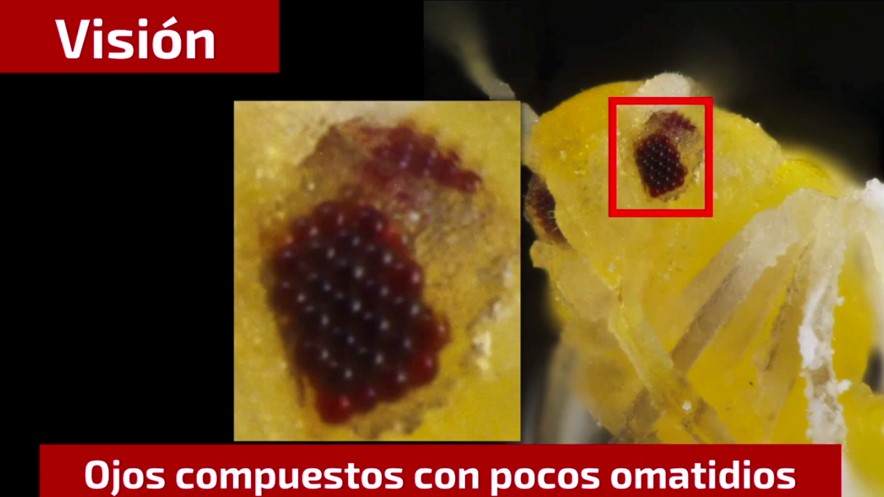 ¿Conoces las estrategias de supervivencia que hacen exitosas a las moscas blancas?