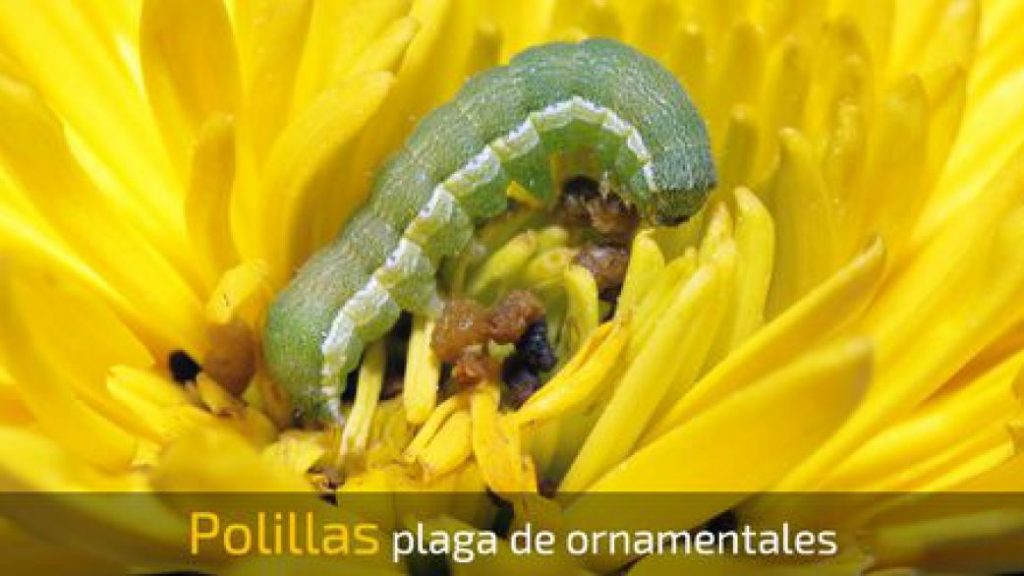 Impacto de las plagas sobre el indicador de flor no exportable