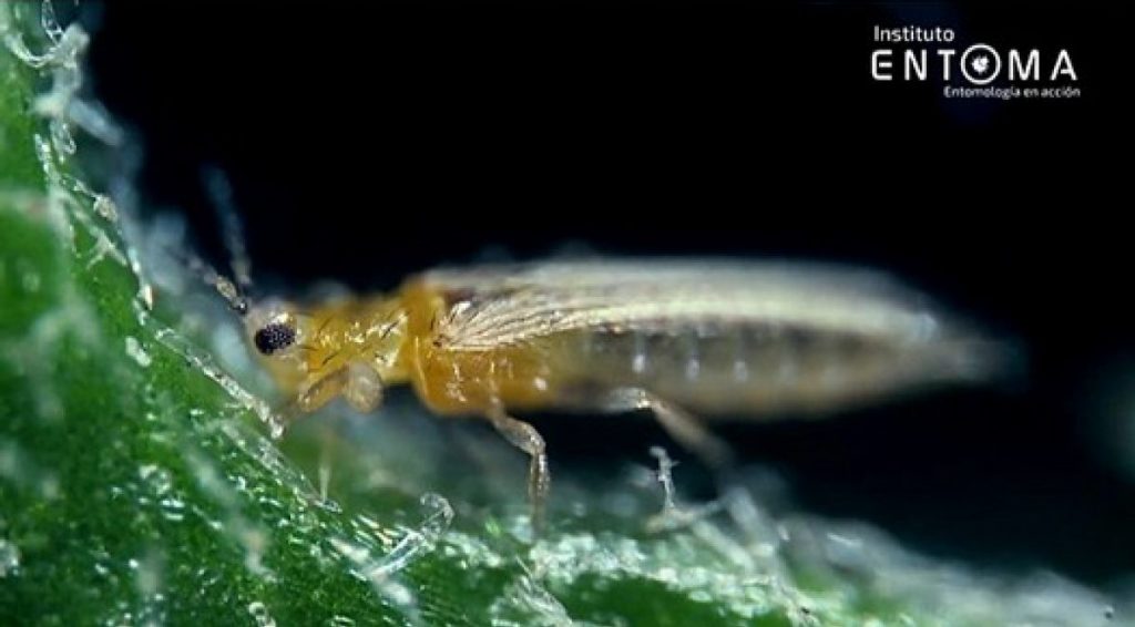 Impacto de las plagas sobre el indicador de flor no exportable