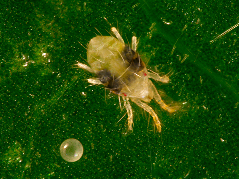 Arañita Roja una Plaga Devastadora
