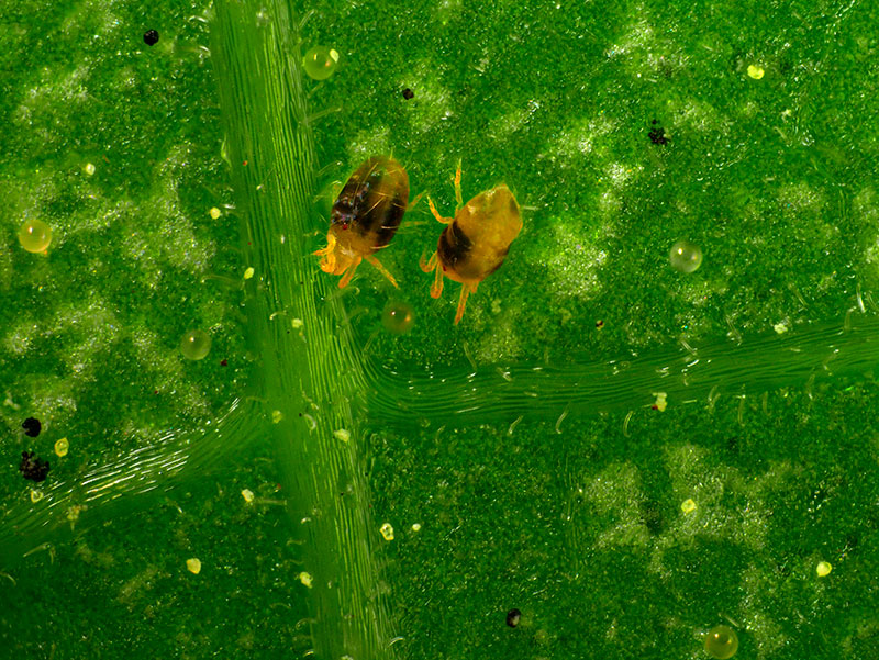 Arañita Roja una Plaga Devastadora