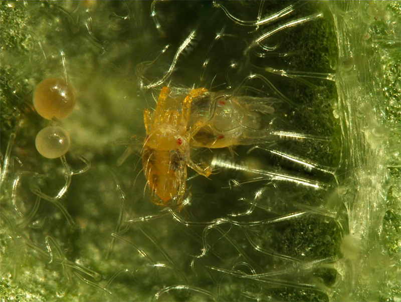 Arañita Roja una Plaga Devastadora