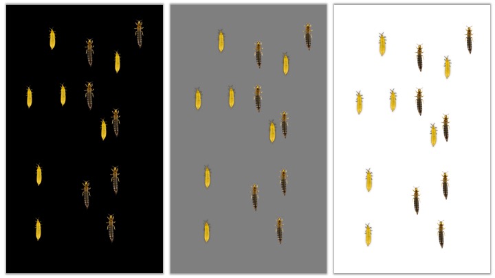 Monitoring Thrips